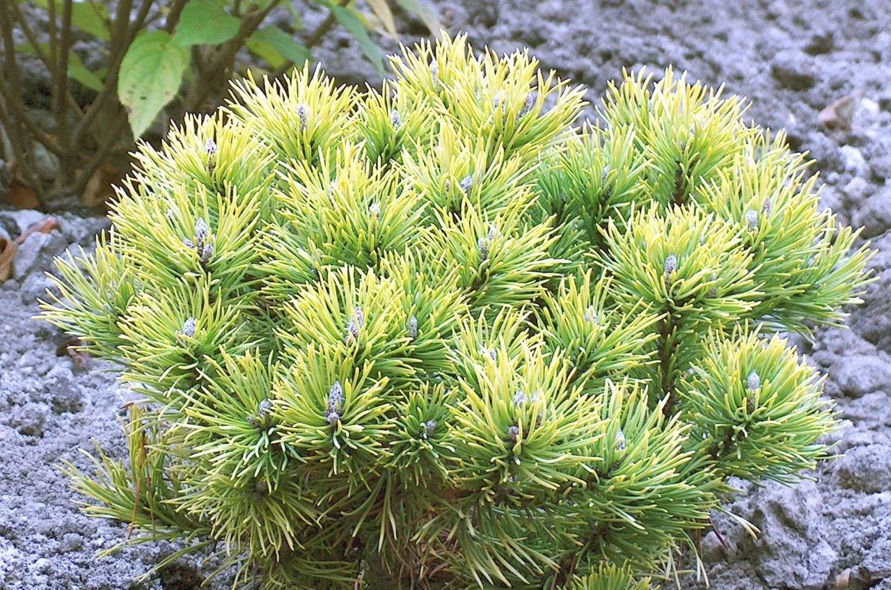 Berg-Kiefer "Winter Gold", Pinus mugo "Winter Gold'", 7,5 Liter, Topf 30-40 cm hoch - 0