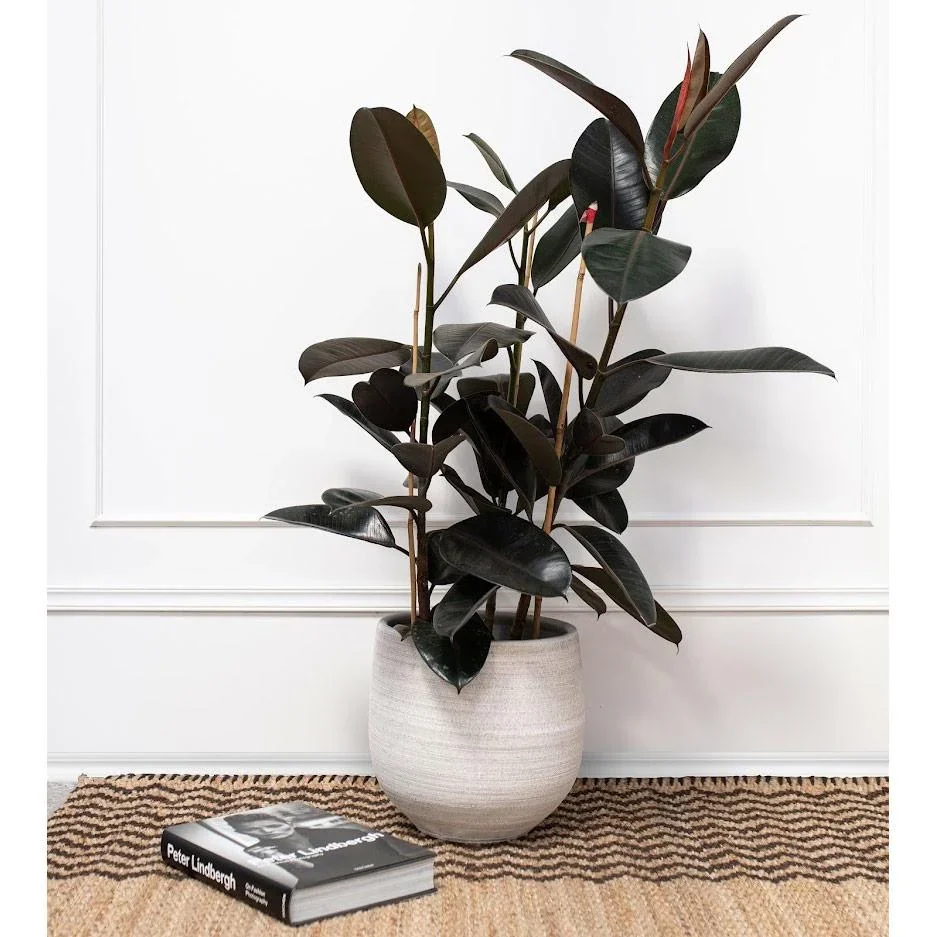 lower-up Gummibäume Zimmerpflanzen Ficus Elastica Set 4 Stück 30-40Cm 2x Ficus elastica Abidjan 2x Ficus elastica Tinek - 1