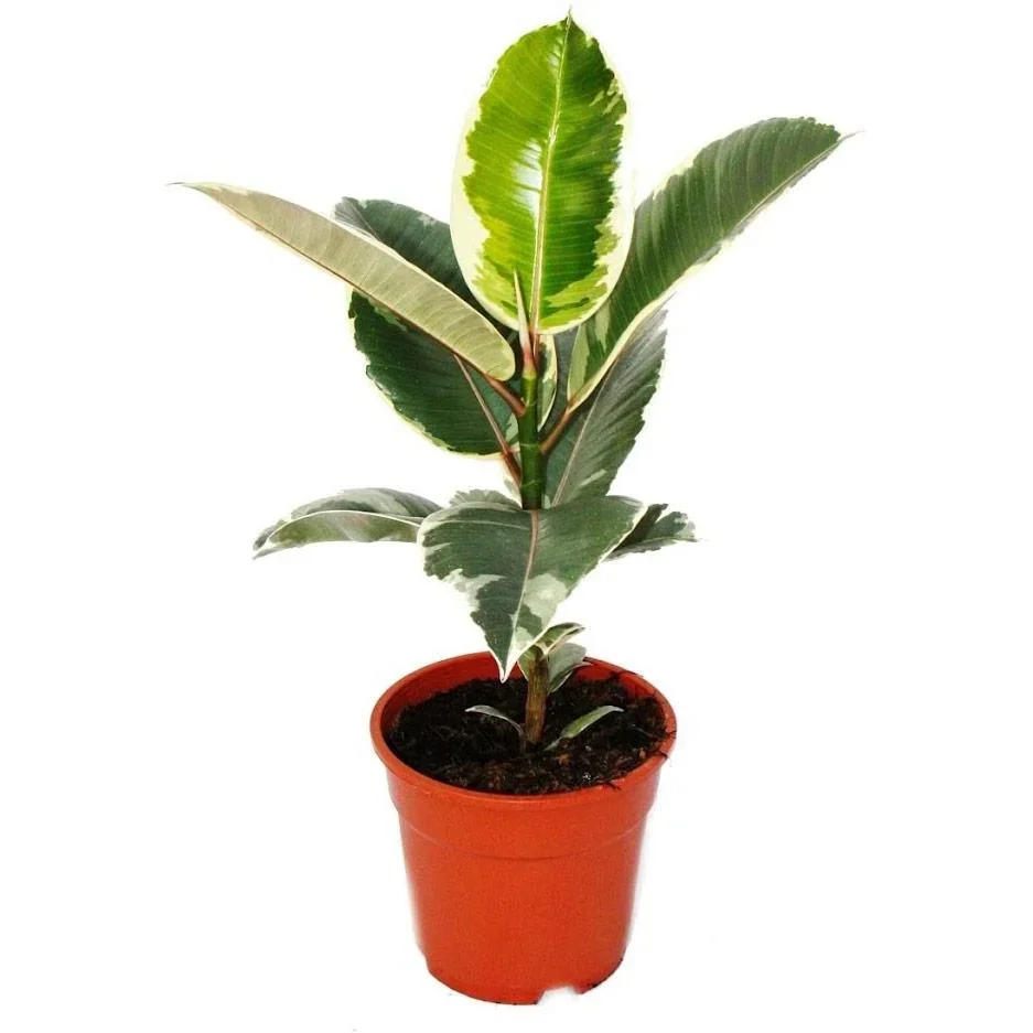 lower-up Gummibäume Zimmerpflanzen Ficus Elastica Set 4 Stück 30-40Cm 2x Ficus elastica Abidjan 2x Ficus elastica Tinek - 2