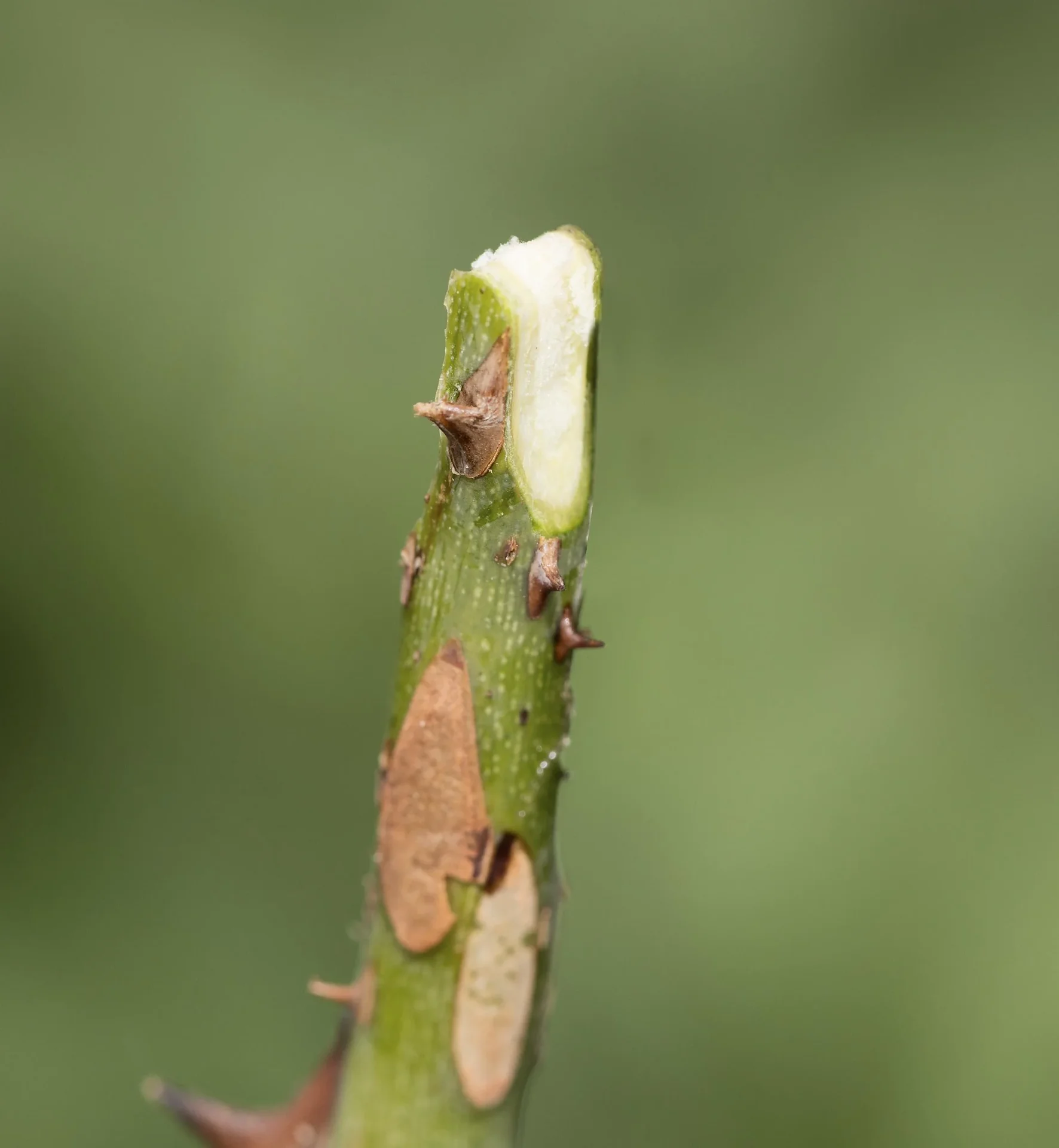 GartenMeister Veredelungs-Set mit 2 Ersatz- Omega- Messern, Veredlungsband 10 Stück - aus PE - 4