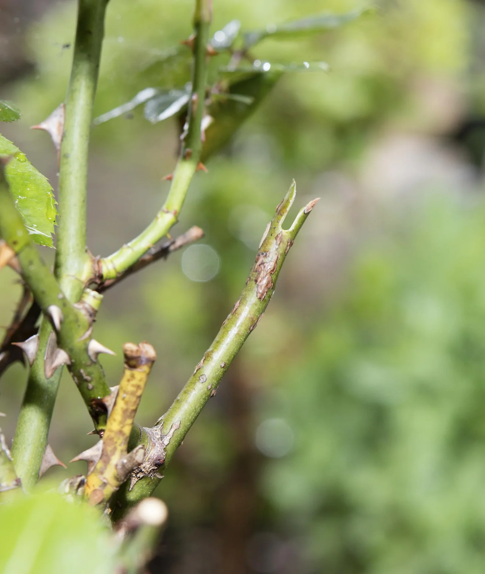 GartenMeister Veredelungs-Set mit 2 Ersatz- Omega- Messern, Veredlungsband 10 Stück - aus PE - 6