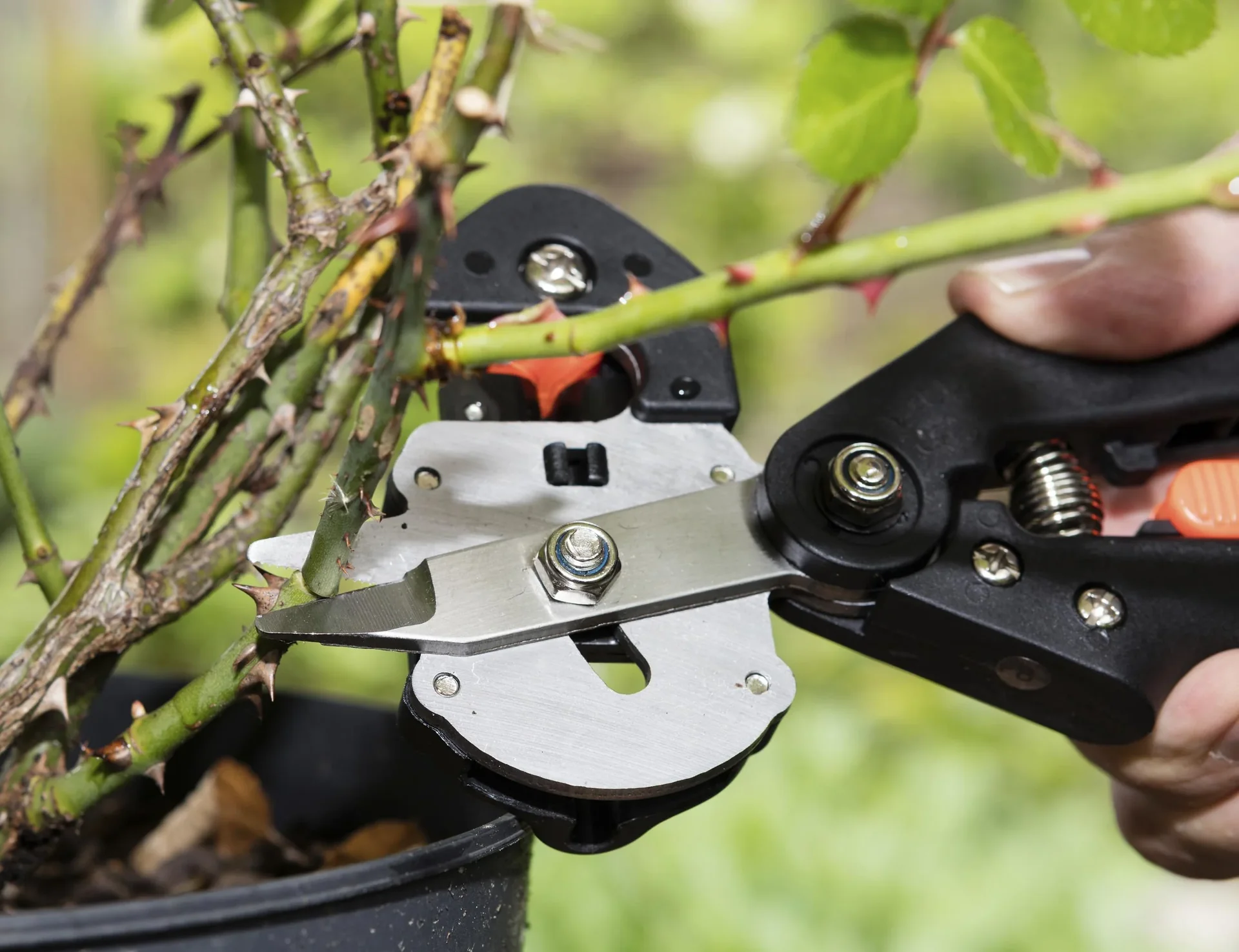 GartenMeister Veredelungs-Set mit 2 Ersatz- Omega- Messern, Veredlungsband 10 Stück - aus PE - 7