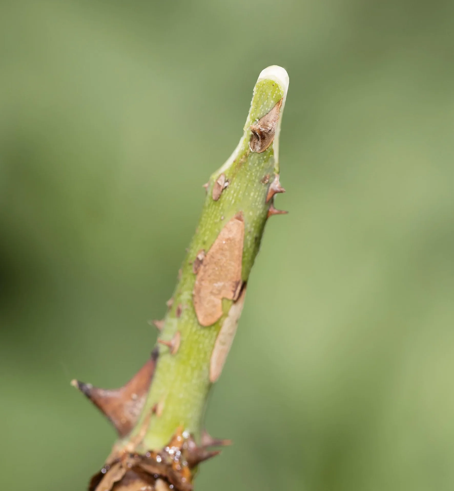 GartenMeister Veredelungs-Set mit 2 Ersatz- Omega- Messern, Veredlungsband 10 Stück - aus PE - 9