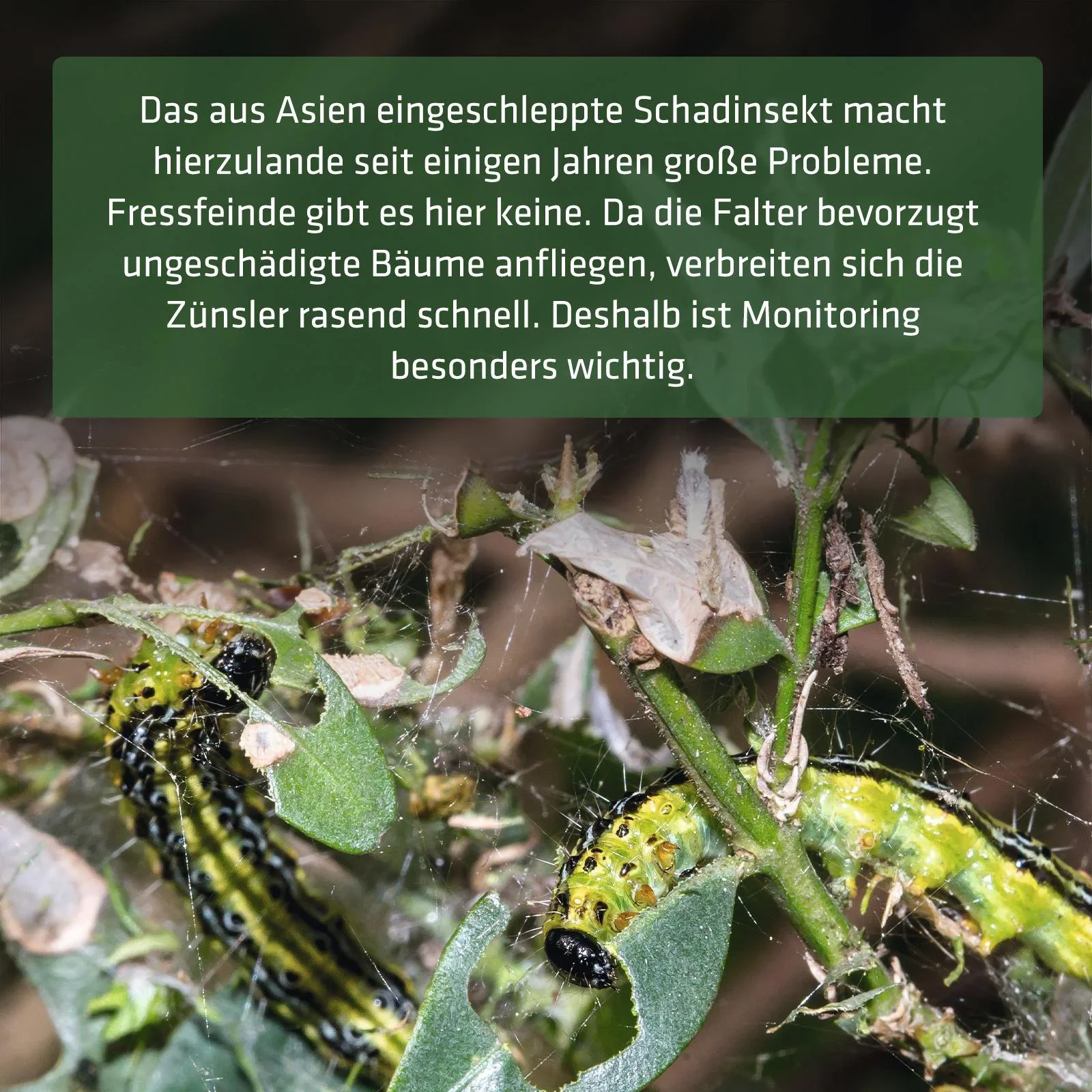 Buchsbaumzünsler-Falle inklusive Lockstoff - 2