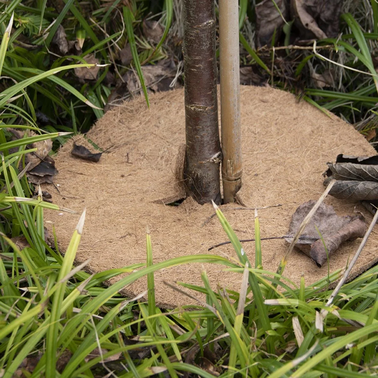 Pflanzschutzmatte aus Kokos S - 0