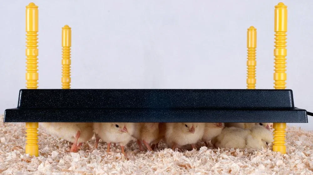 Comfort Wärmeplatte 30x30cm für Küken, 22W/ 220-240V - 0