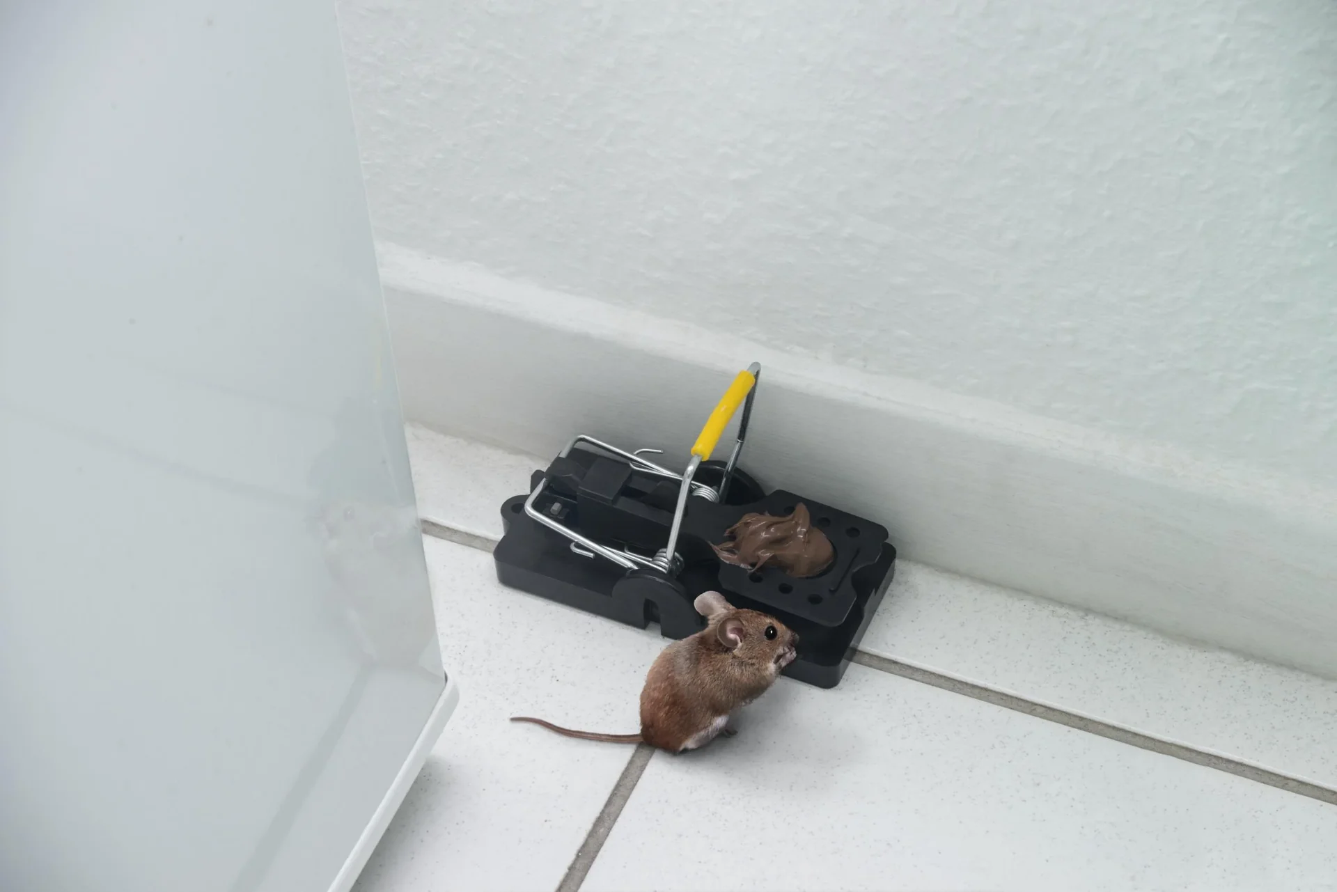 Schlagmausefalle 2er Set - 3