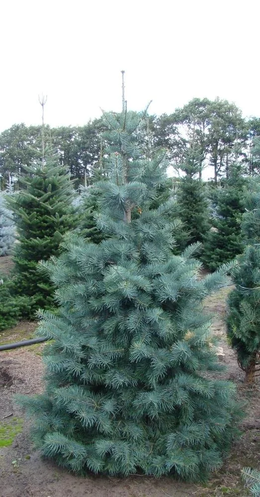 Colorado-Tanne Grautanne Abies concolor - Solitär mit Ballen 150-175 cm - 0