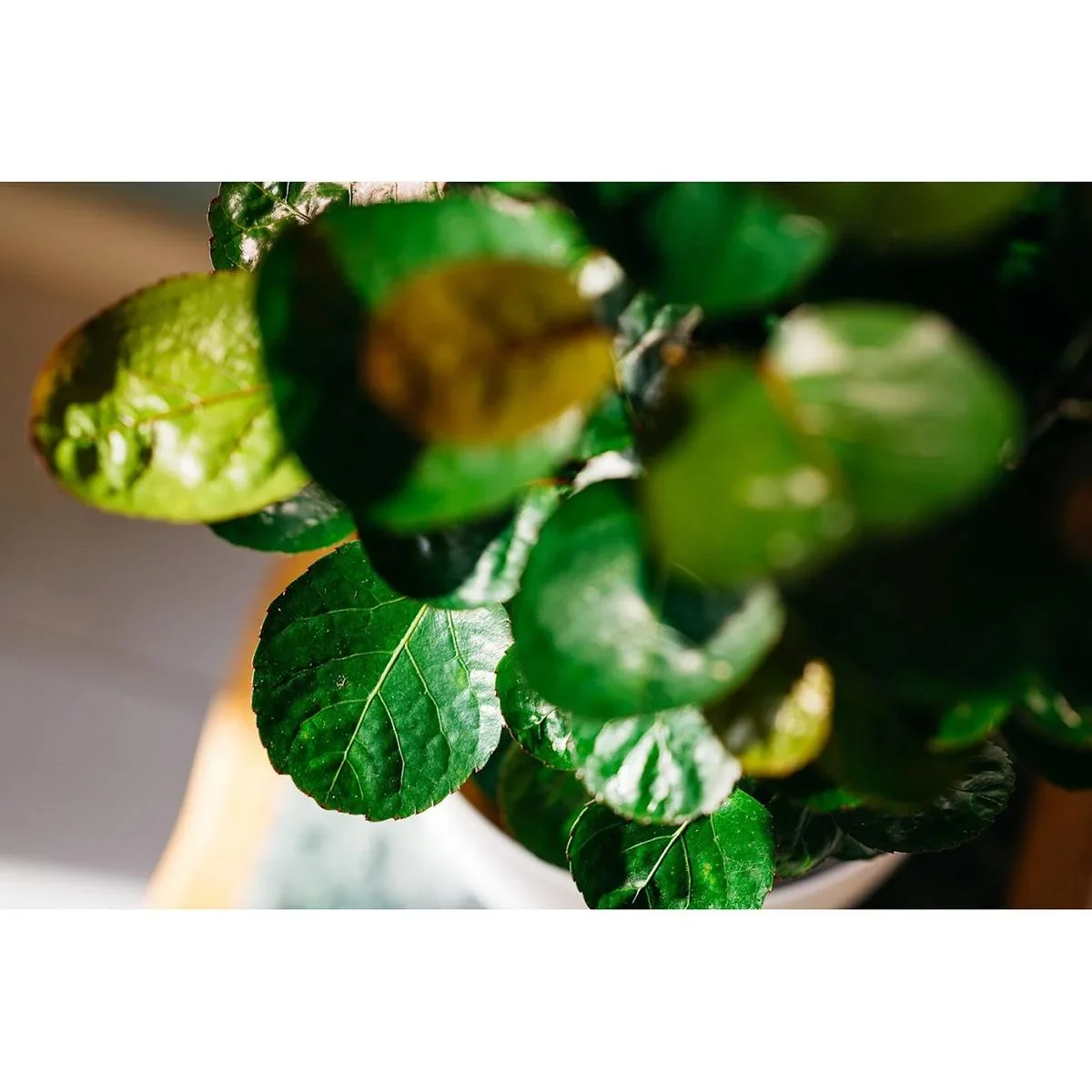 Blume oben Aralia - Polyscias Fabian - Groß - 55-65Cm - 1 Stück - 0