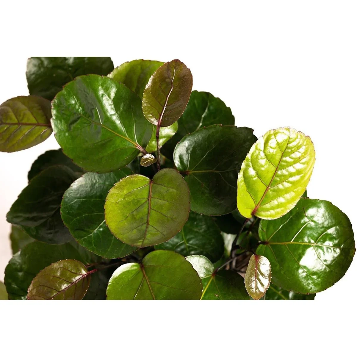 Blume oben Aralia - Polyscias Fabian - Groß - 55-65Cm - 1 Stück - 2