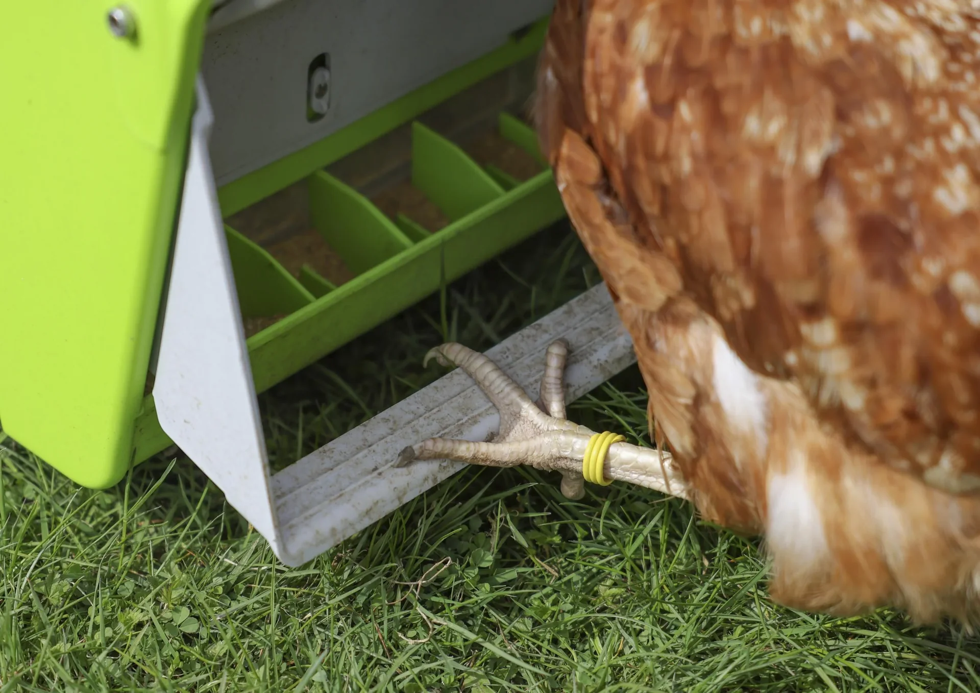 SmartCoop Futterautomat mit  Schutzklappe, 7,5 kg - 6