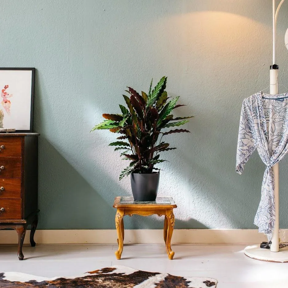 Aufblühende Pfauenpflanze - Calathea Rufibarba - Groß - 50-60cm - 1 Stück - 1