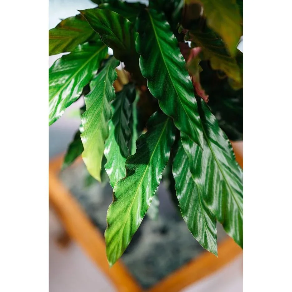 Aufblühende Pfauenpflanze - Calathea Rufibarba - Groß - 50-60cm - 1 Stück - 2