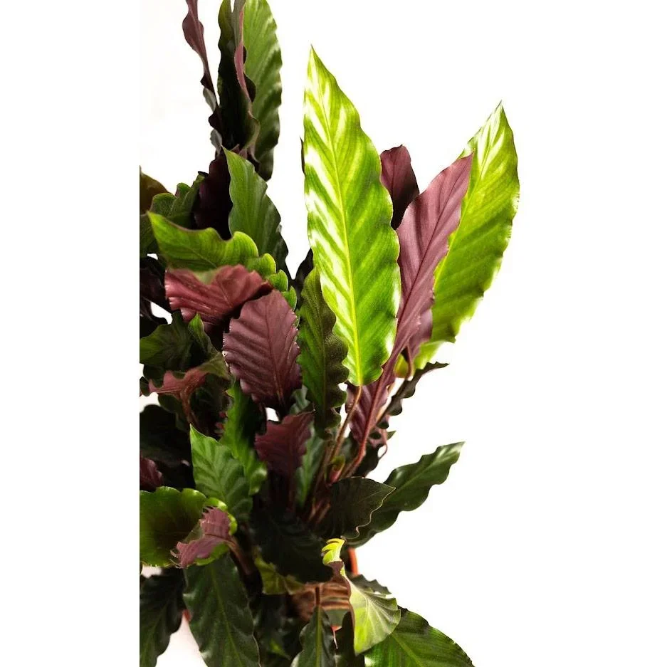 Aufblühende Pfauenpflanze - Calathea Rufibarba - Groß - 50-60cm - 1 Stück - 3