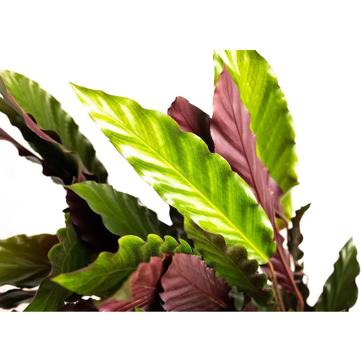 Aufblühende Pfauenpflanze - Calathea Rufibarba - Groß - 50-60cm - 1 Stück - 4