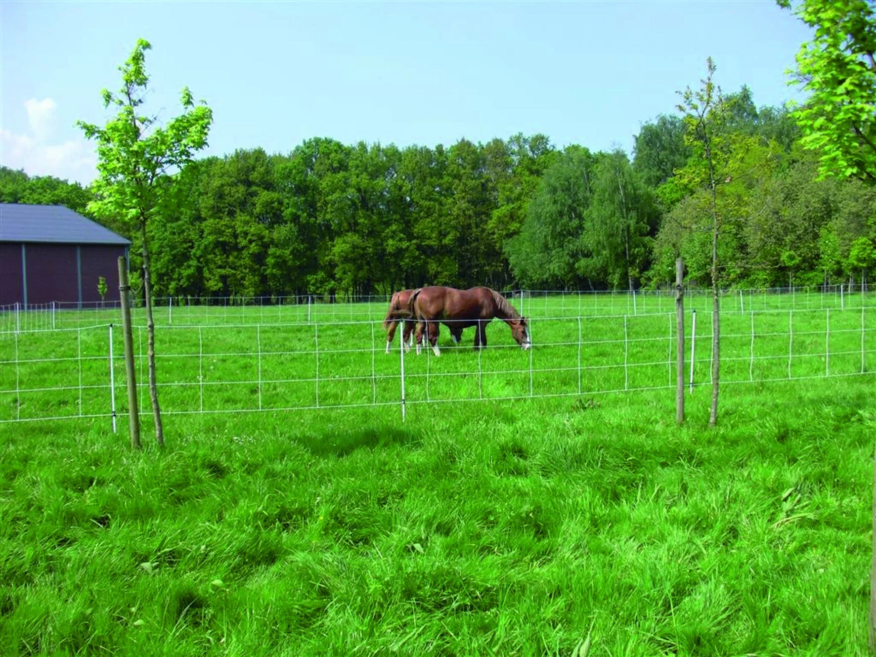 Euro-Netz mit Doppelspitze 30,5m - 1