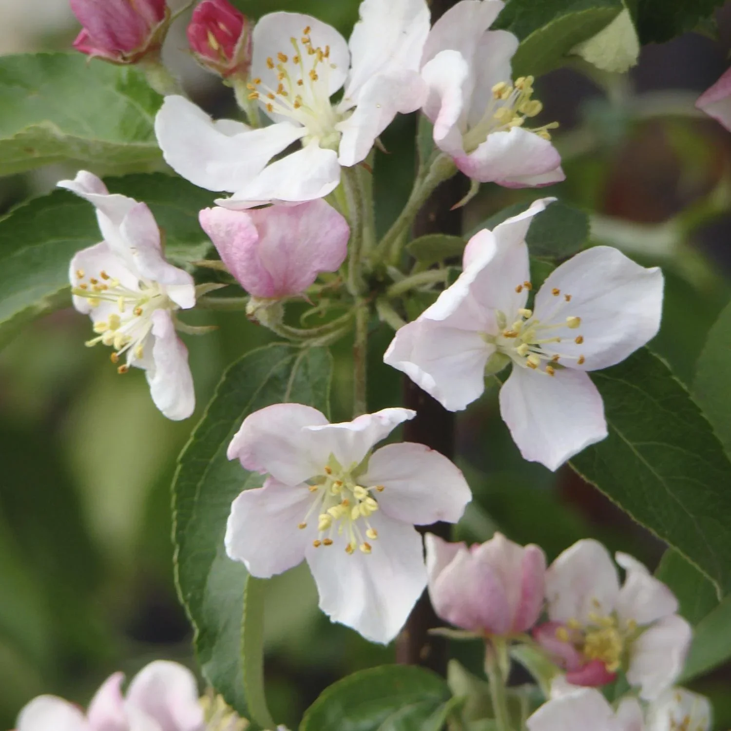 Zierapfel Evereste - Malus - Stamm 20 L Topf Stammhöhe 120 cm - 0