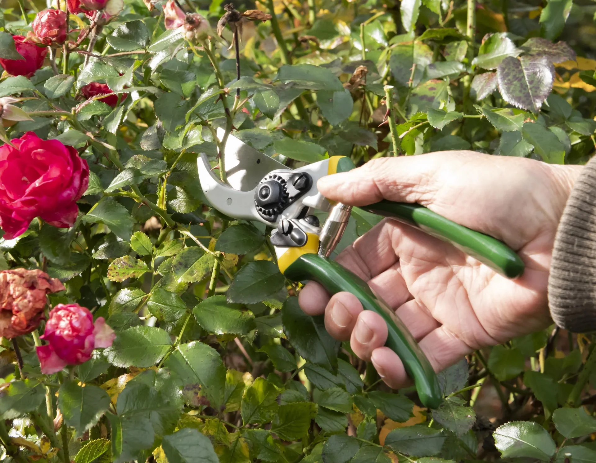 Einhand-Gartenschere, Classic - 0