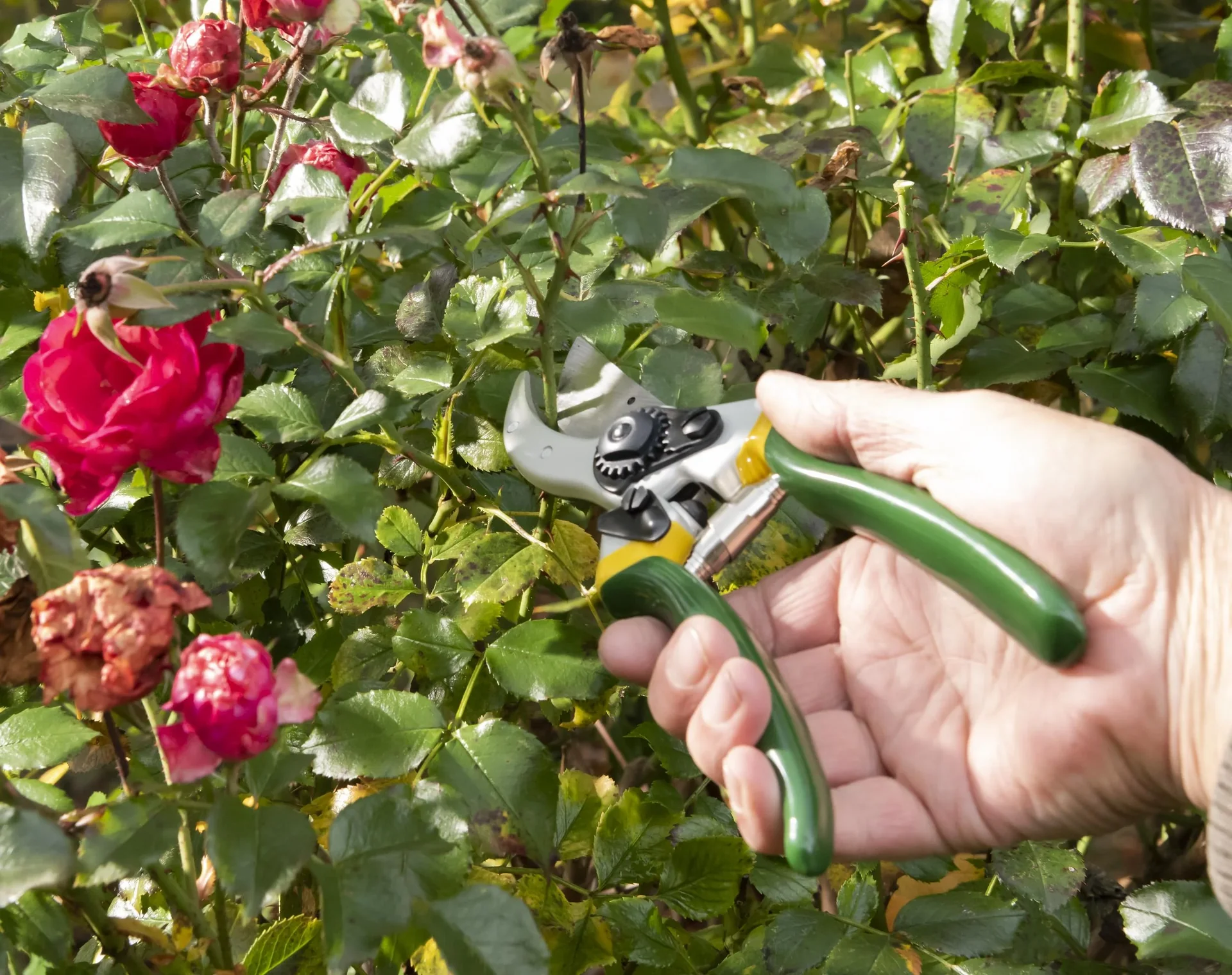 Einhand-Gartenschere, Classic - 3