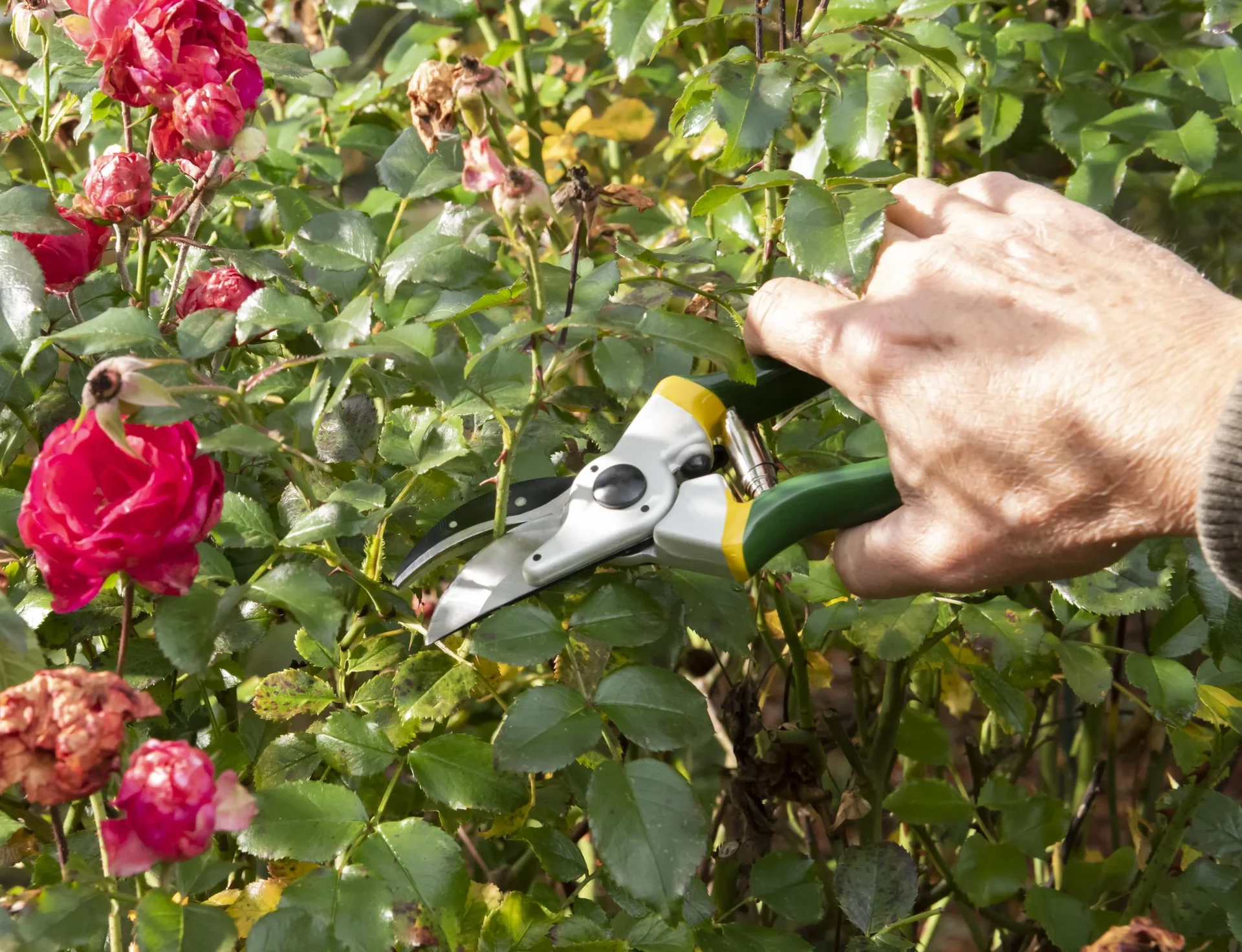 Einhand-Gartenschere, Classic - 5