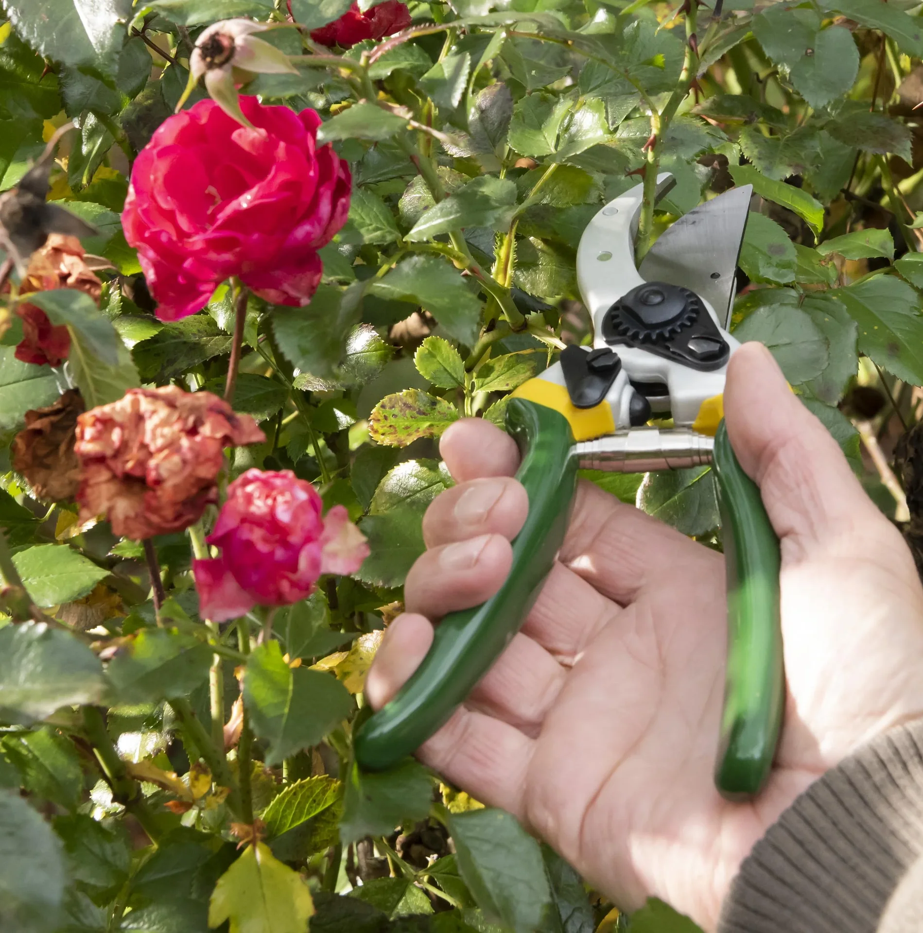 Einhand-Gartenschere, Classic - 6