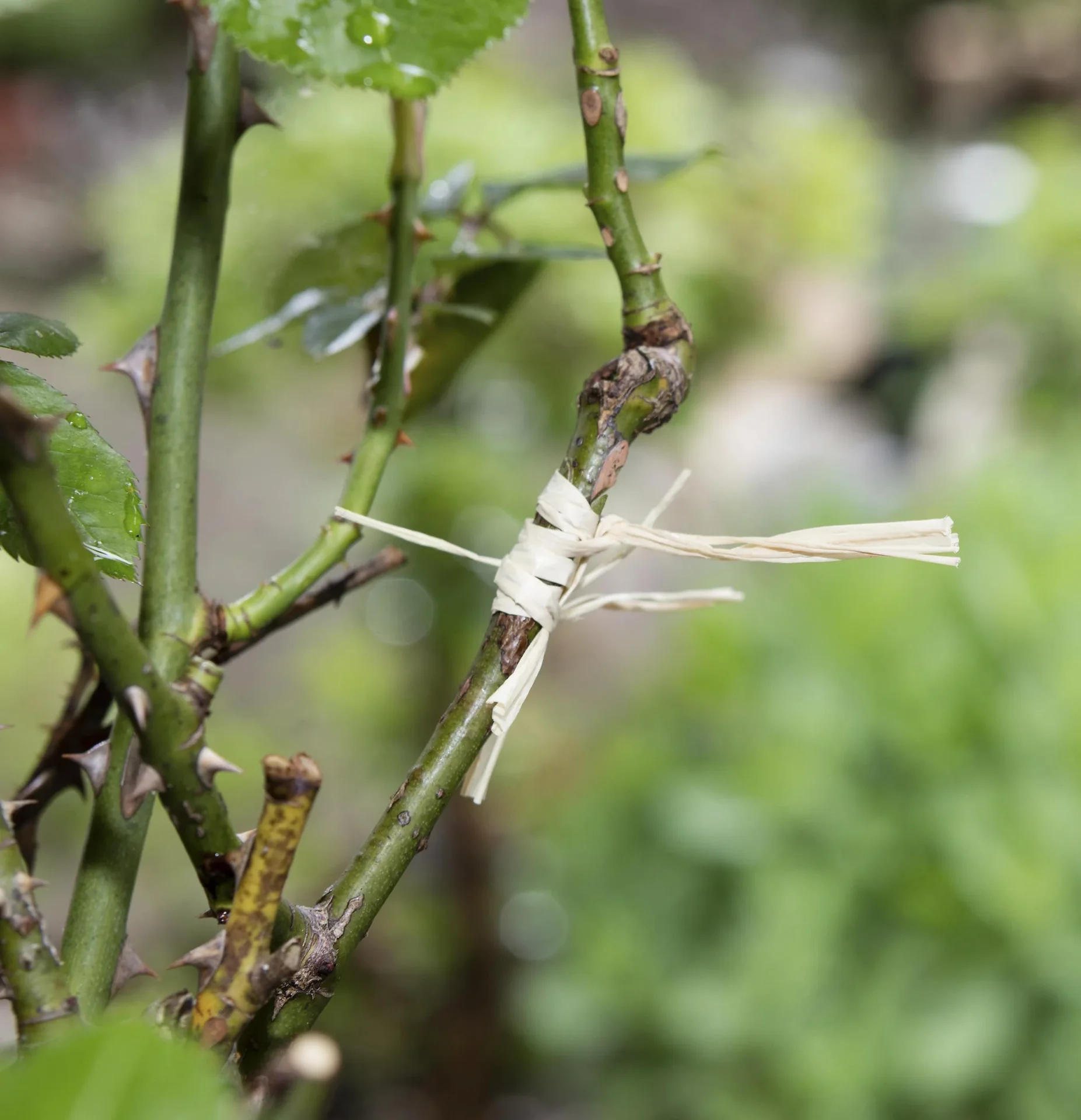 Veredelungs-Set mit 2 Ersatz- Omega- Messern, Umrüstwerkzeug und hochwertiger Aufbewahrungtasche - 1