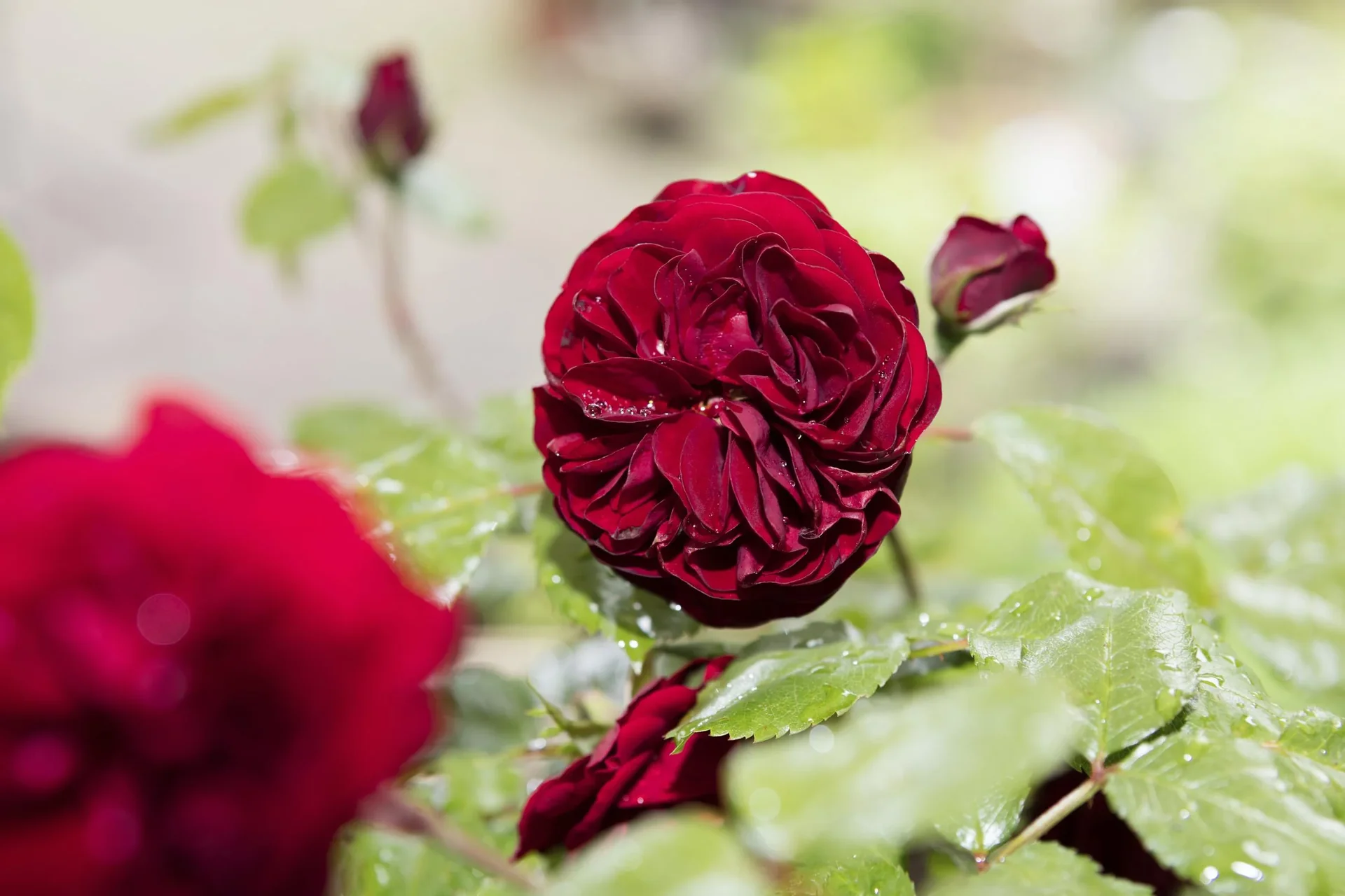 Veredelungs-Set mit 2 Ersatz- Omega- Messern, Umrüstwerkzeug und hochwertiger Aufbewahrungtasche - 2