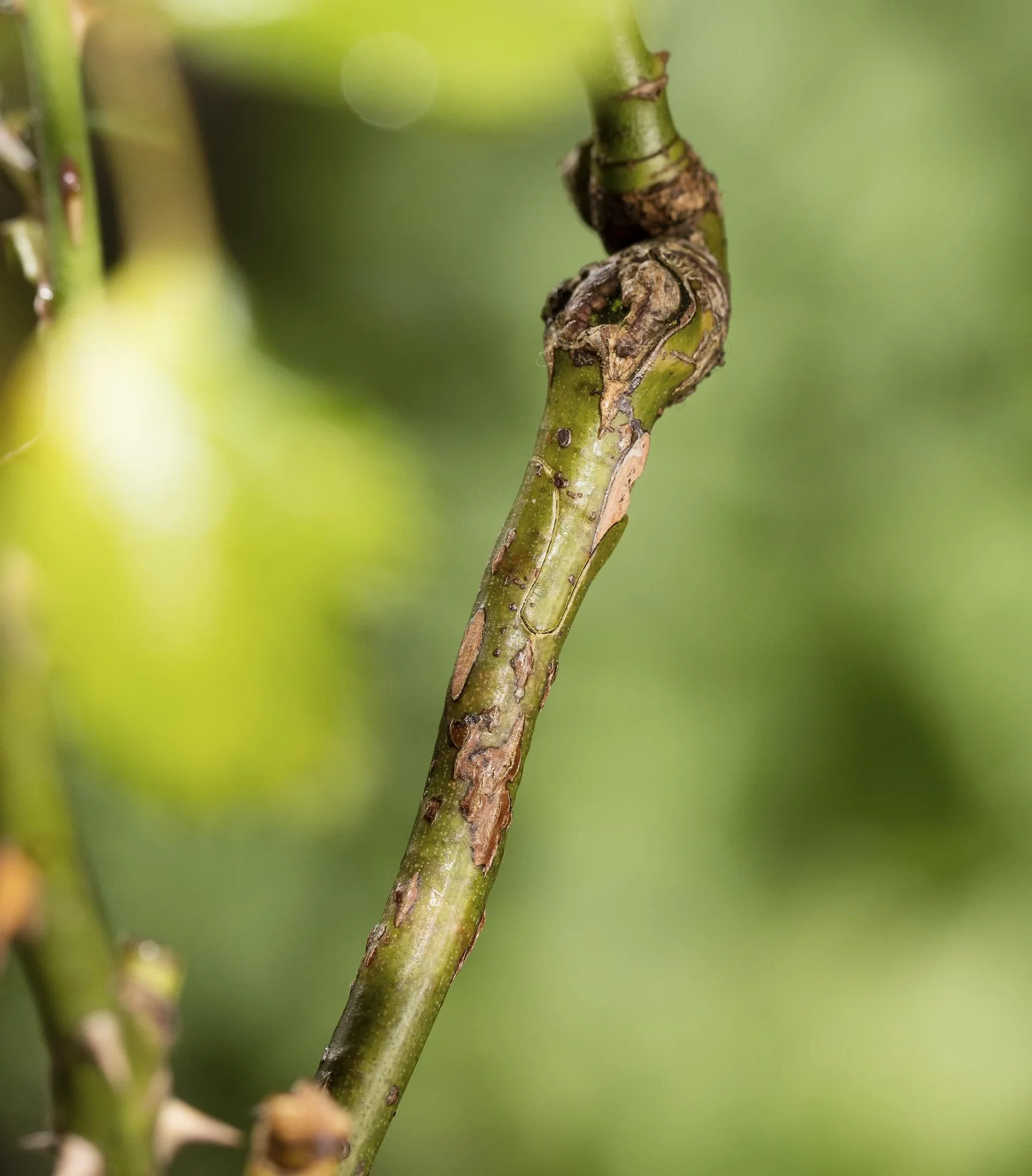 Veredelungs-Set mit 2 Ersatz- Omega- Messern, Umrüstwerkzeug und hochwertiger Aufbewahrungtasche - 9