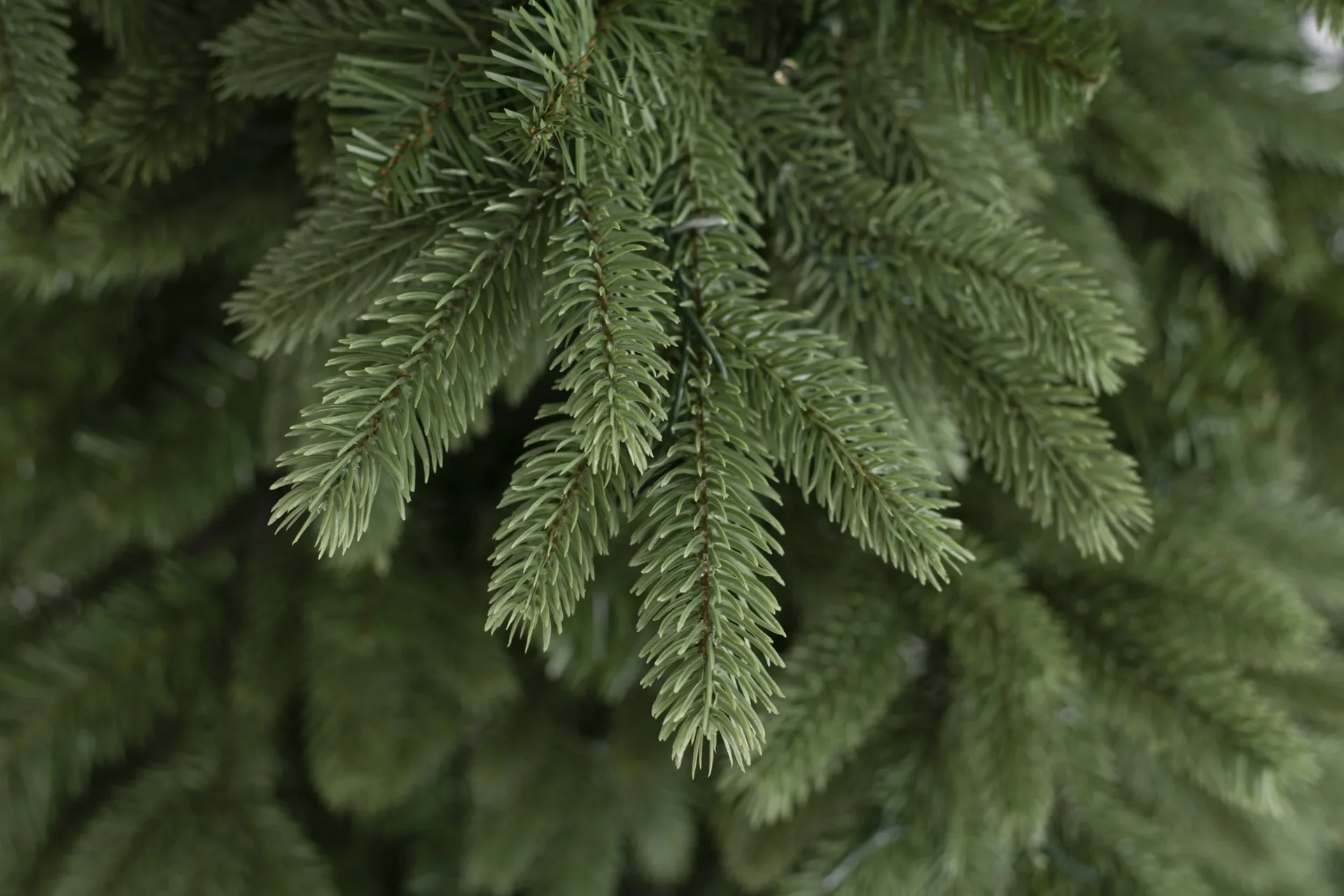 Weihnachtsbaum Roswell Kiefer 150 cm - 2