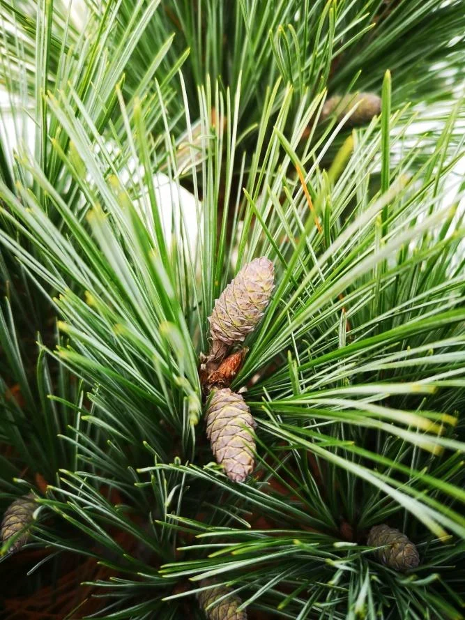 Seidenkiefer, Pinus strobus "Macopin", 7,5 Liter Topf, 30-40 cm hoch - 1