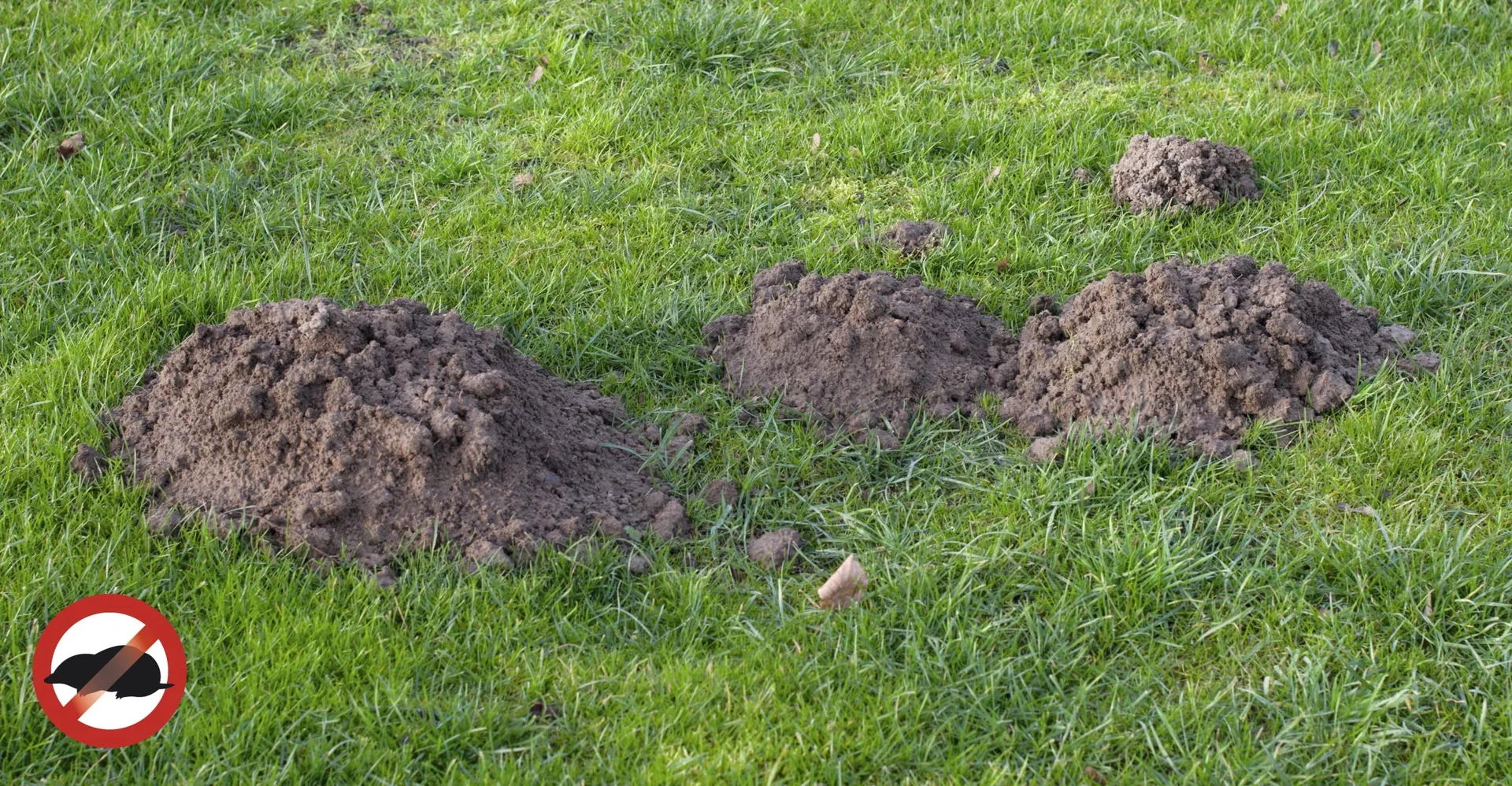 Solar Maulwurf / Hunde / Katzenfrei - 3