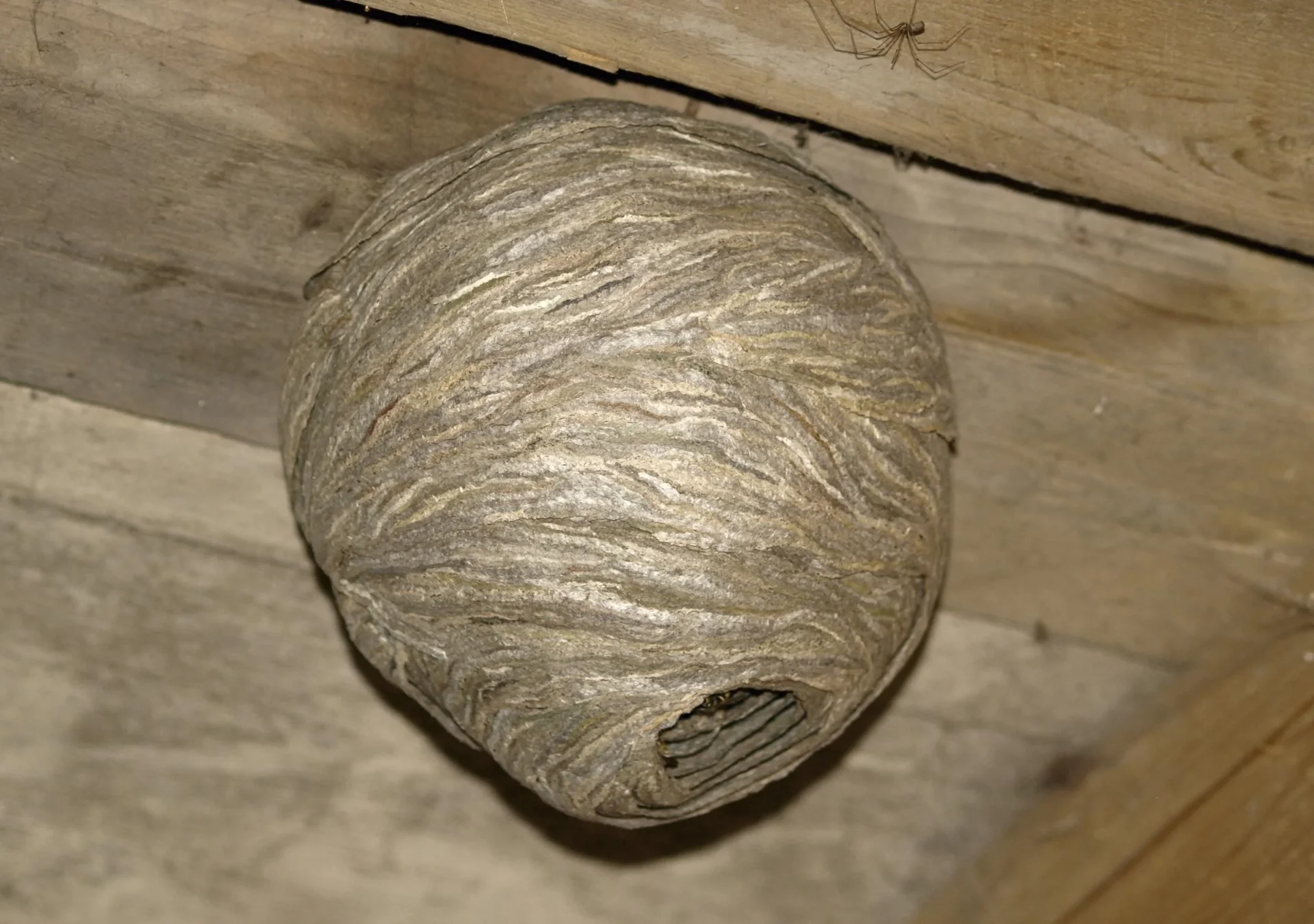 Wespennest-Attrappe 2er Set - 9