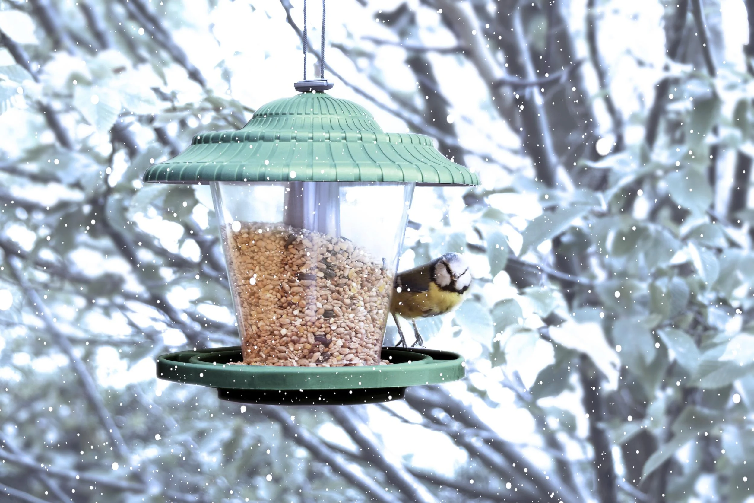 Vogelfuttersilo farblich sortiert - 0