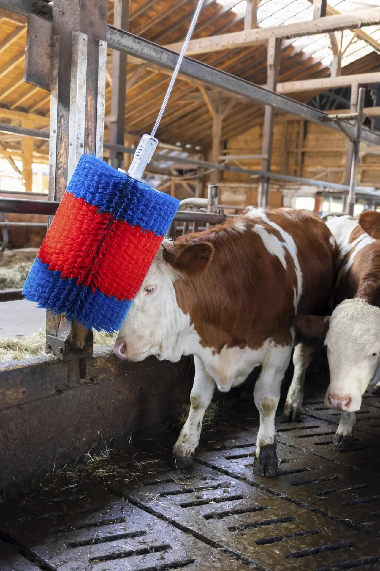 Viehbürste HAPPYCOW Free Midi ohne Ausleger - 0