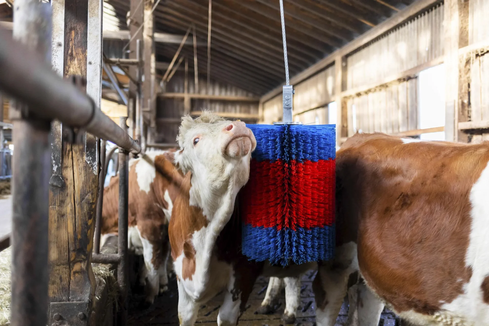 Viehbürste HAPPYCOW Free Midi ohne Ausleger - 2