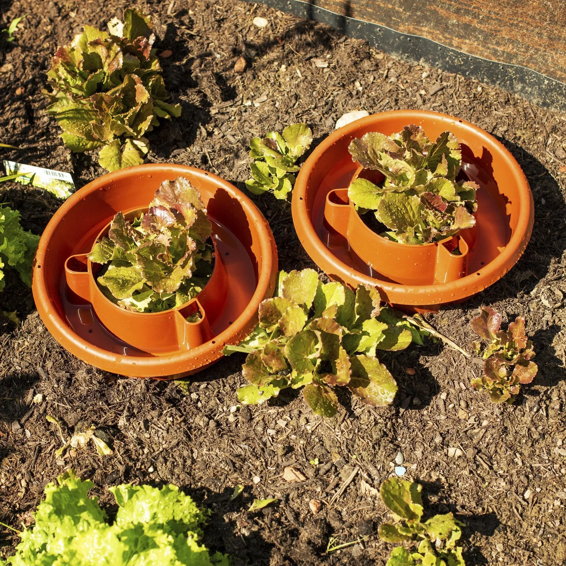 Bewässerungsringe 4er Set - 3