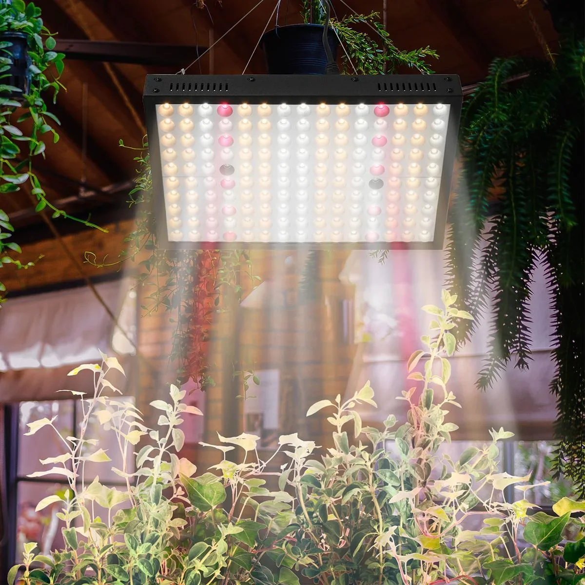 Pflanzenlampe LED dimmbar Grow Lampe Vollspektrum 100W Wachstumslampe mit 150pcs Leds für Blume Gemüse Zimmerpflanzen 31 - 2