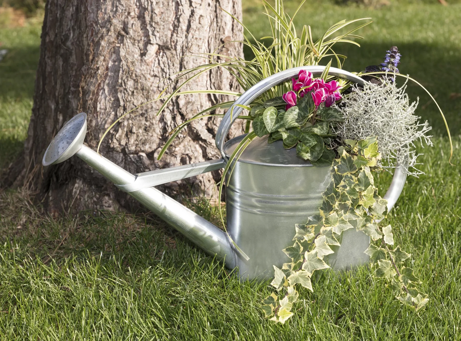 Gießkanne verzinkt 10 L - 3