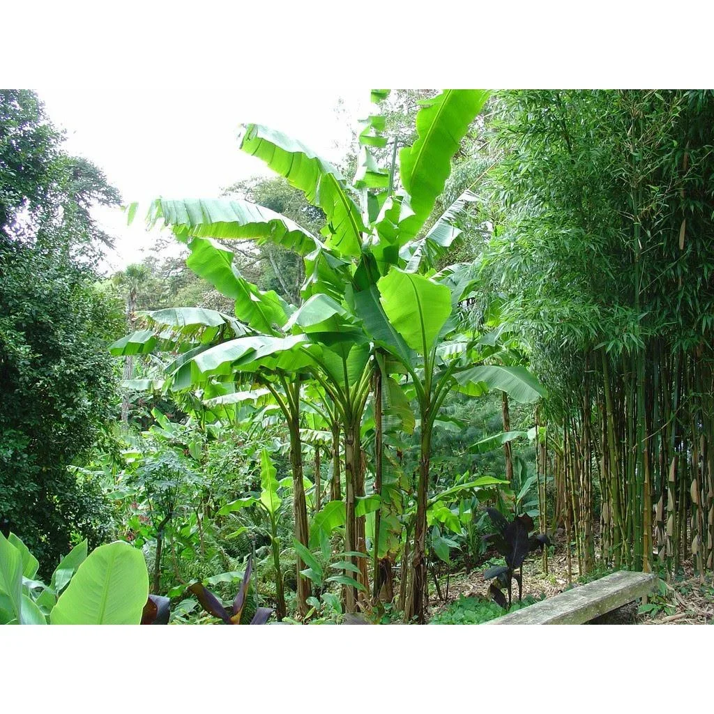 Flower-up Tropische Bananenpflanzen - Musa Oriental Dwarf - 6 Stück - 25- 38Cm - 1