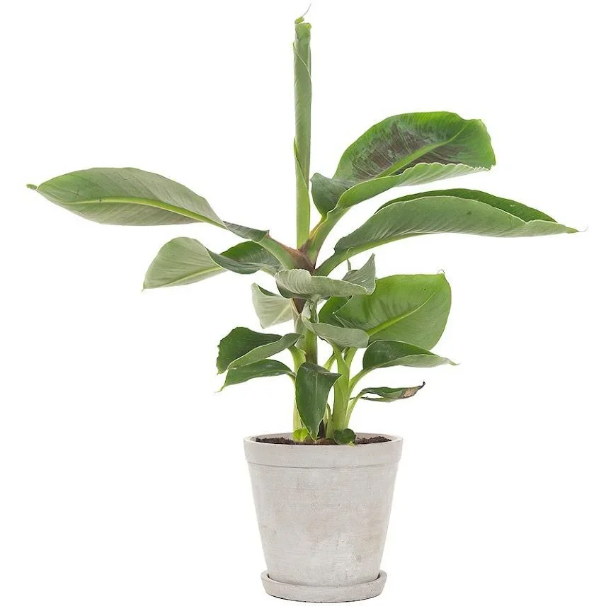 Flower-up Tropische Bananenpflanzen - Musa Oriental Dwarf - 6 Stück - 25- 38Cm - 4