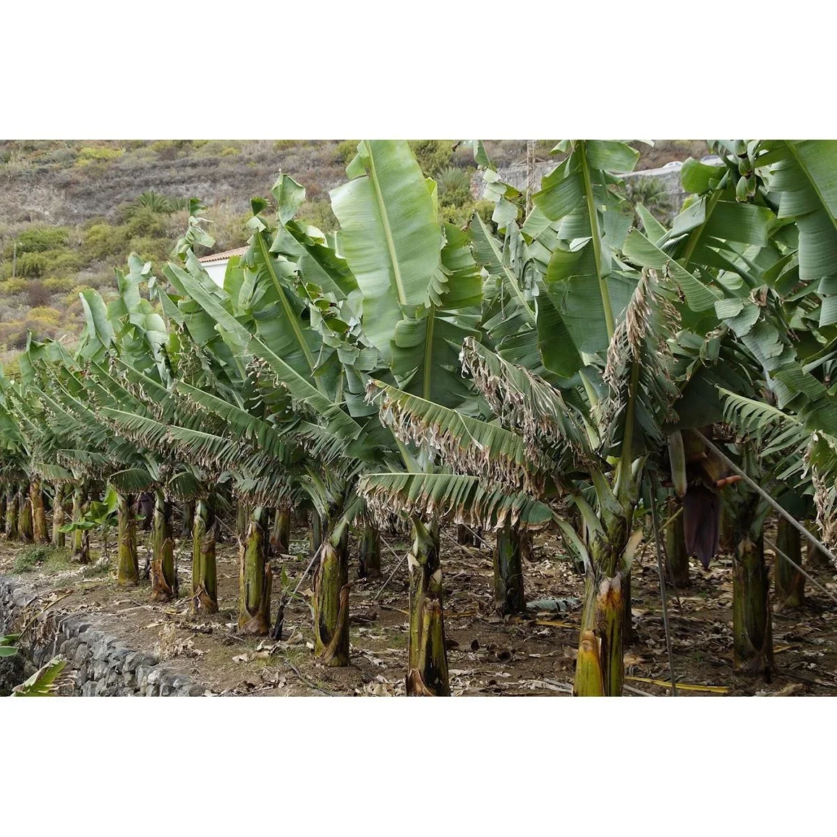 Flower-up Tropische Bananenpflanzen - Musa Oriental Dwarf - 6 Stück - 25- 38Cm - 5