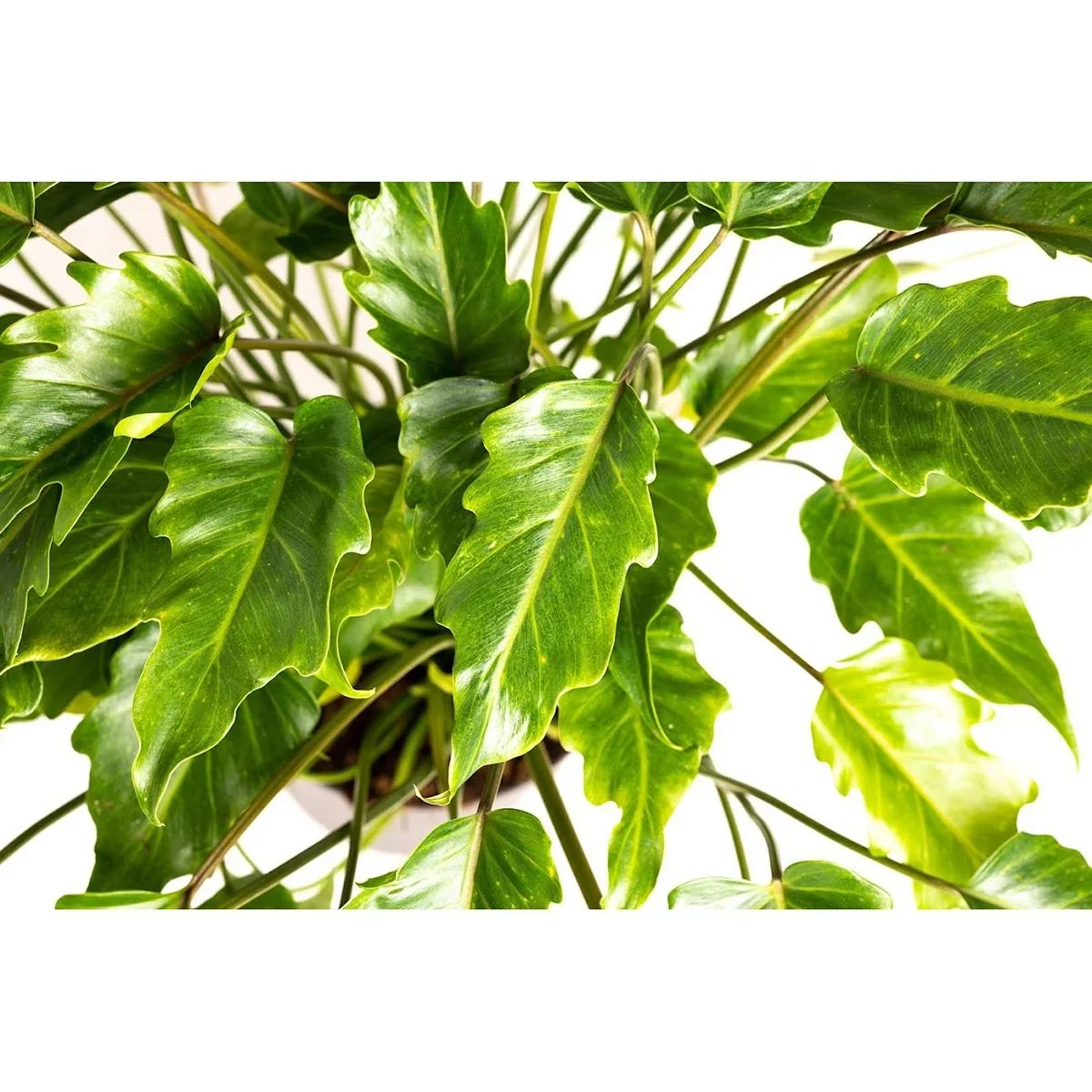 Blüte up Philodendron Xanadu Large - 60-70Cm - 1 Stück - 0