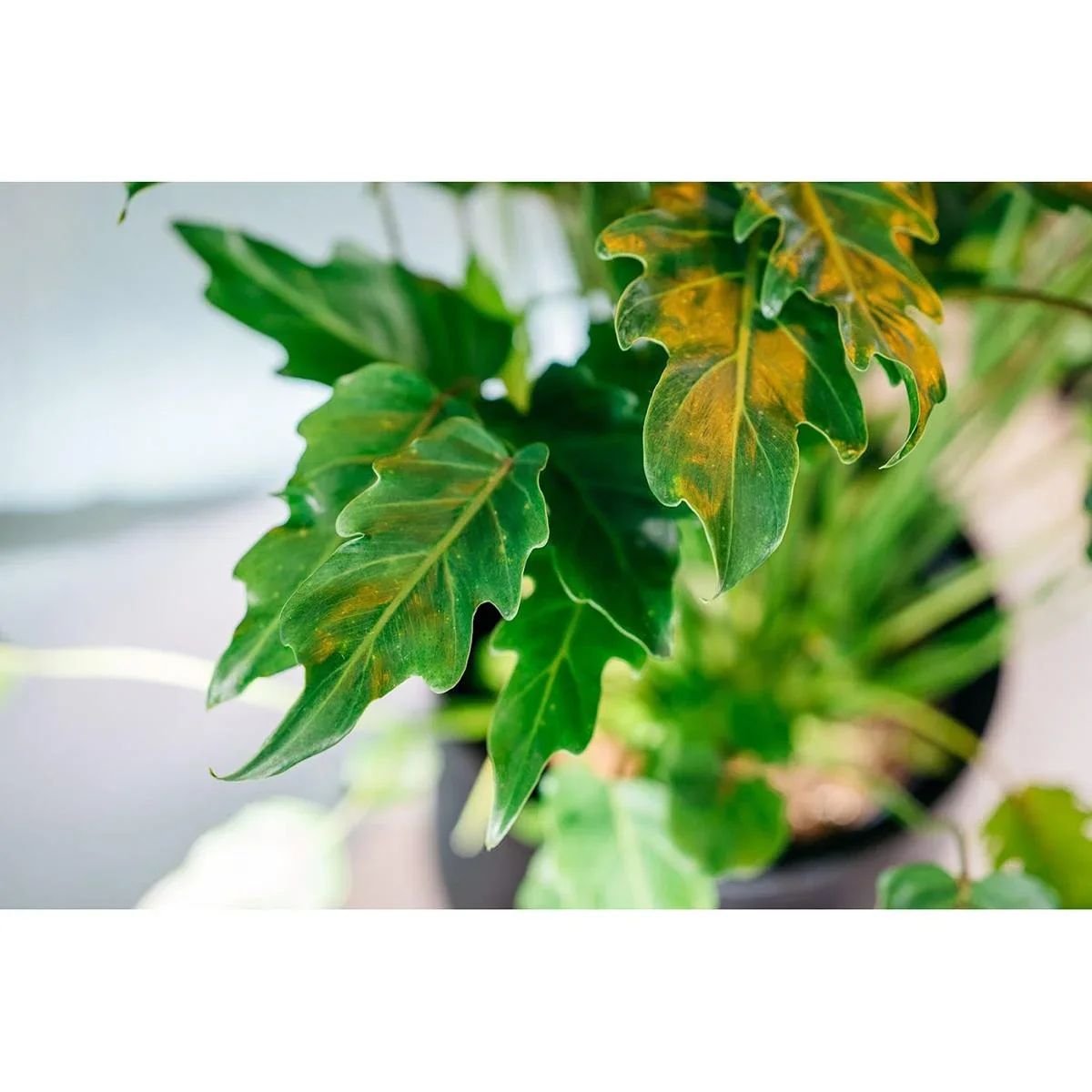 Blüte up Philodendron Xanadu Large - 60-70Cm - 1 Stück - 1