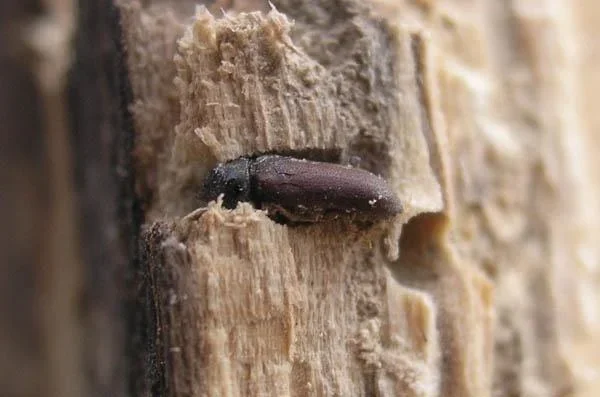 Holzwurmtod, 750 ml - 2