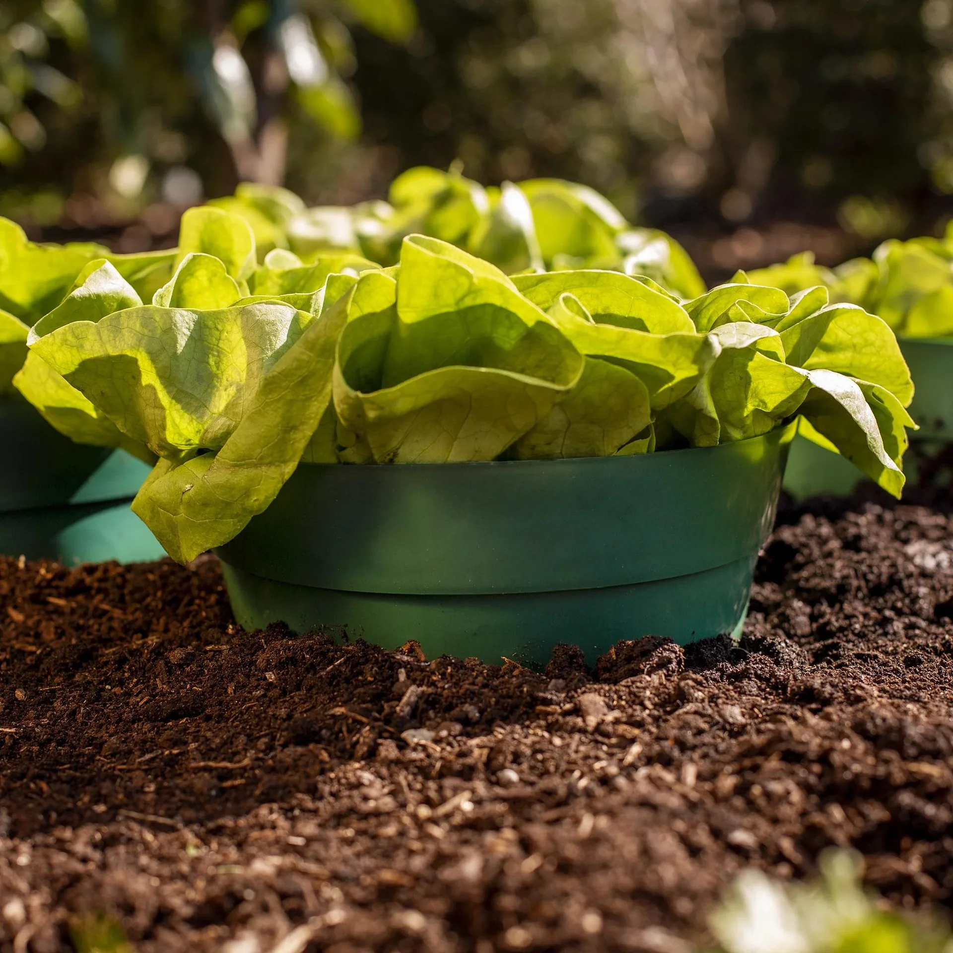 Bewässerungsring "Aquaring", 20 cm, grün - 10er Set - 4