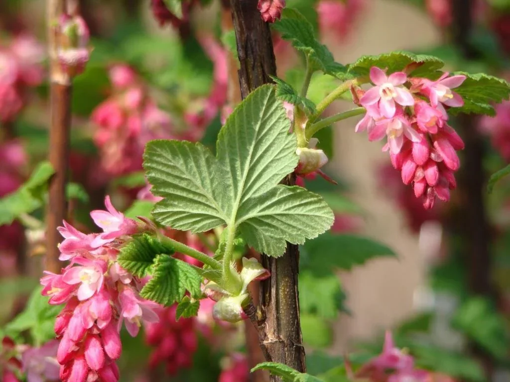 Blut-Zierjohannisbeere King Edward VII - Ribes sanguineum - 7.5 L Topf 80-100 cm - 2