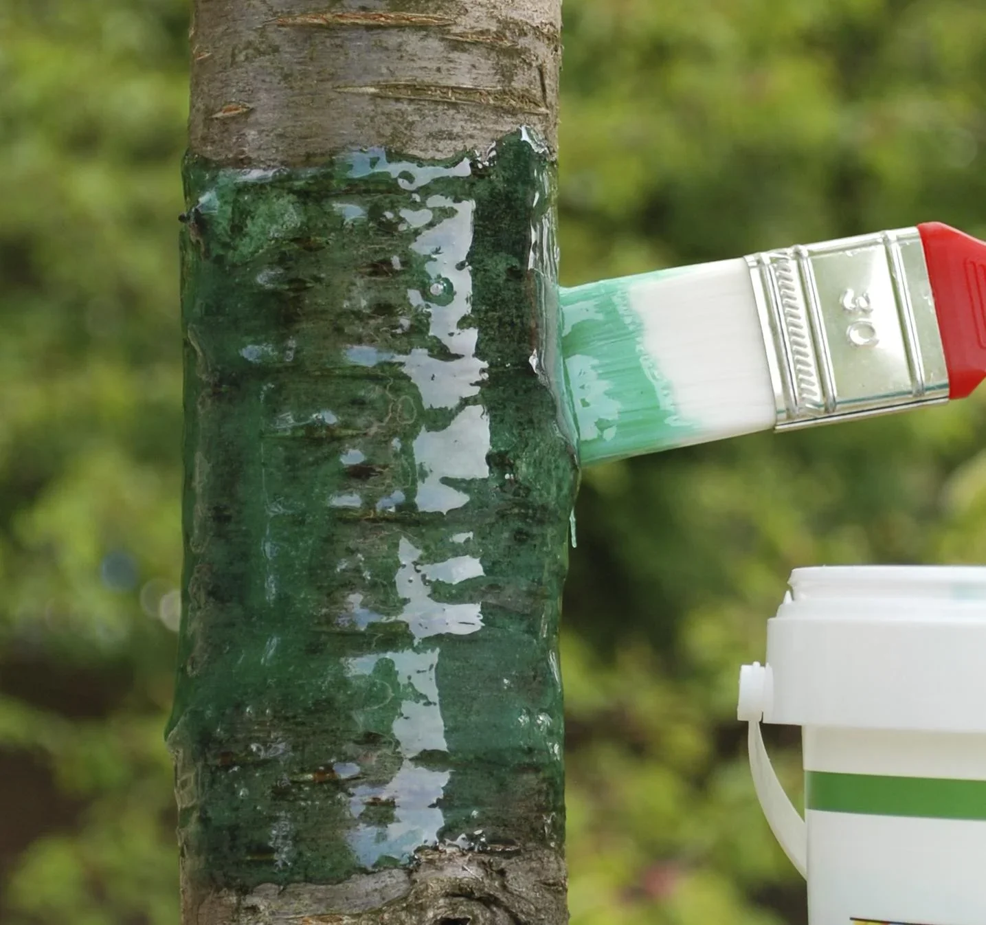 Raupenleim 1 kg - der Ideale Schutz für Ihre Bäume - 2