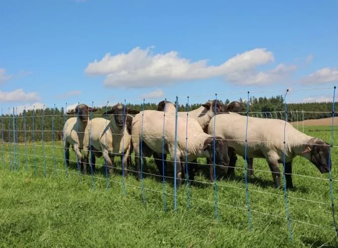 TitanNet PremiumPlus, 50 m blau/weiß, 90 cm, Doppelspitz - 5
