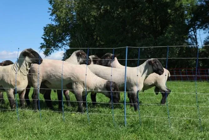 TitanNet PremiumPlus, 50 m blau/weiß, 90 cm, Doppelspitz - 7