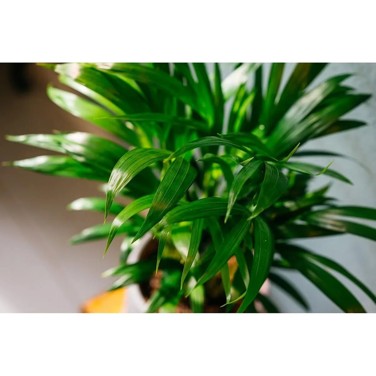 Aufblühende Arecapalme - Goldpalme - Dypsis Lutescens Areca - Groß - 65-70 cm - 1 Stück - 0